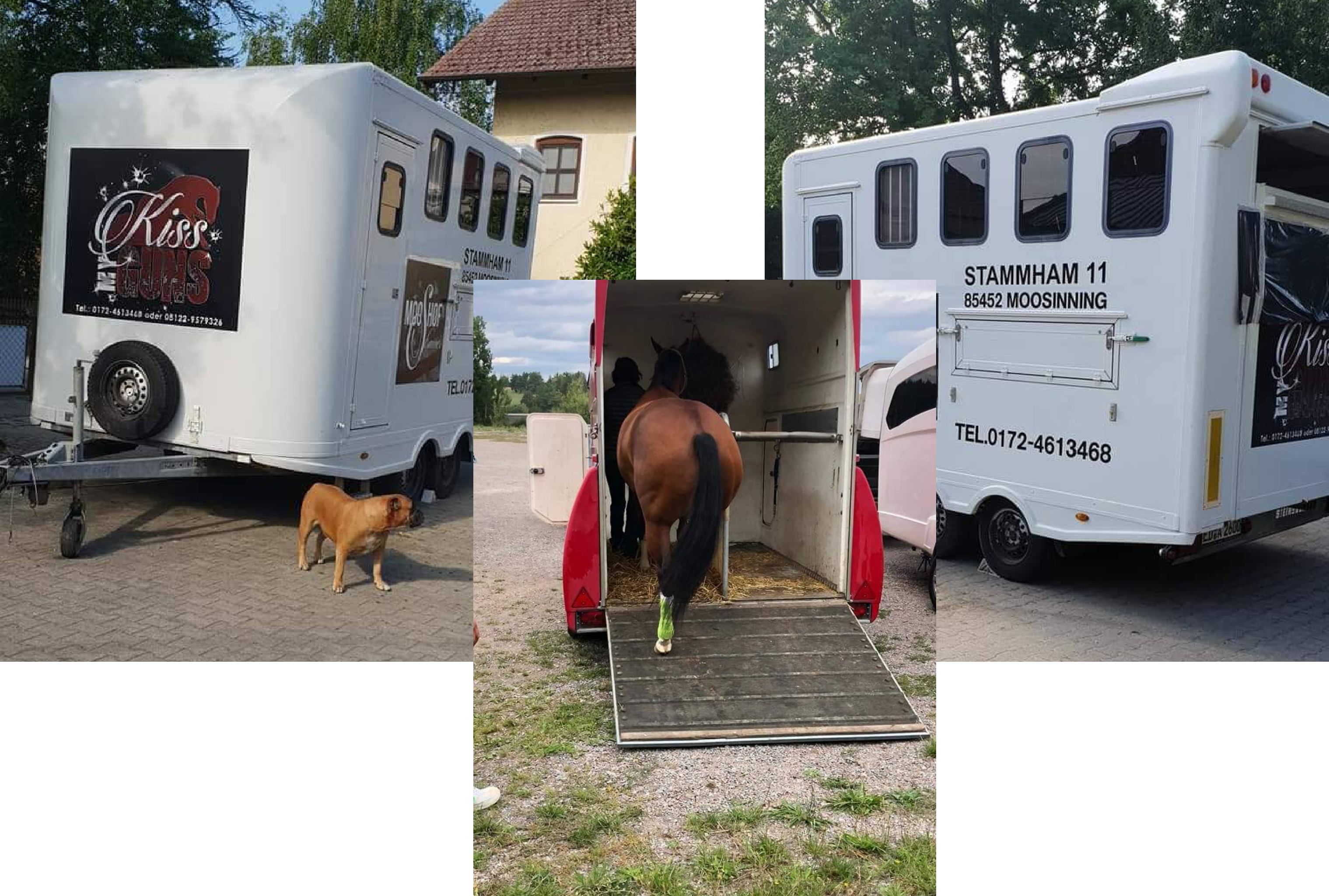 Home – Mooshof Strasser Quarter Horses