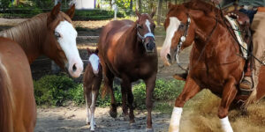 American Quarter Horses – Vielseitigkeit, die begeistert – Mooshof Strasser Quarter Horses