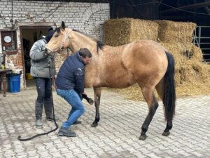 Kämpferherz Muffin – Hoffnung nach schwerem Unfall – Mooshof Strasser Quarter Horses
