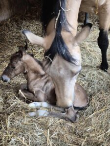 Workshop zum Thema "Abfohlen" – Mooshof Strasser Quarter Horses