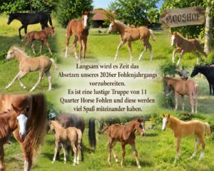 Absetzen – Mooshof Strasser Quarter Horses