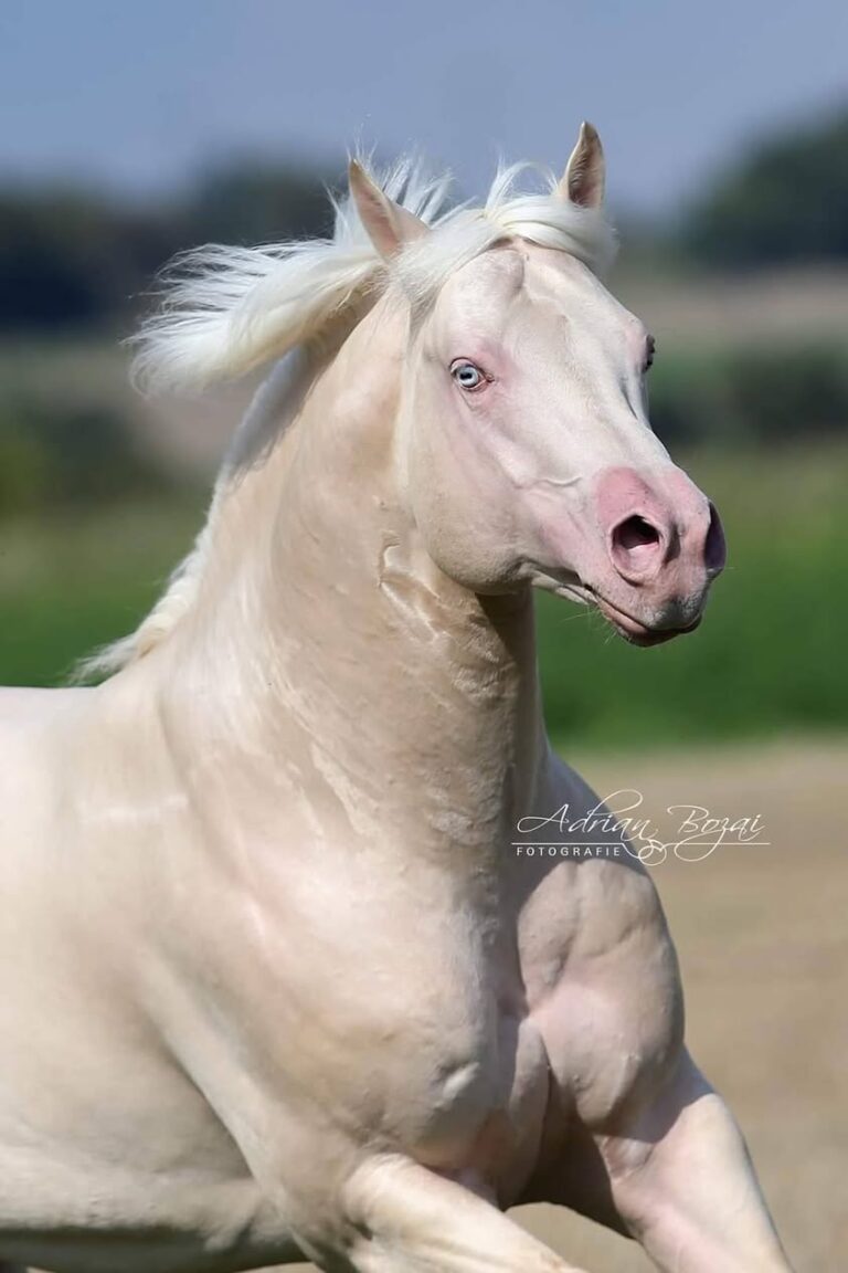 casper-casper-2026er-palomino-hengstfohlen-casp-1