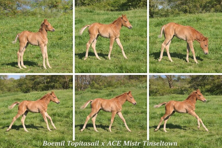 Casper fohlen casper – Mooshof Strasser Quarter Horses