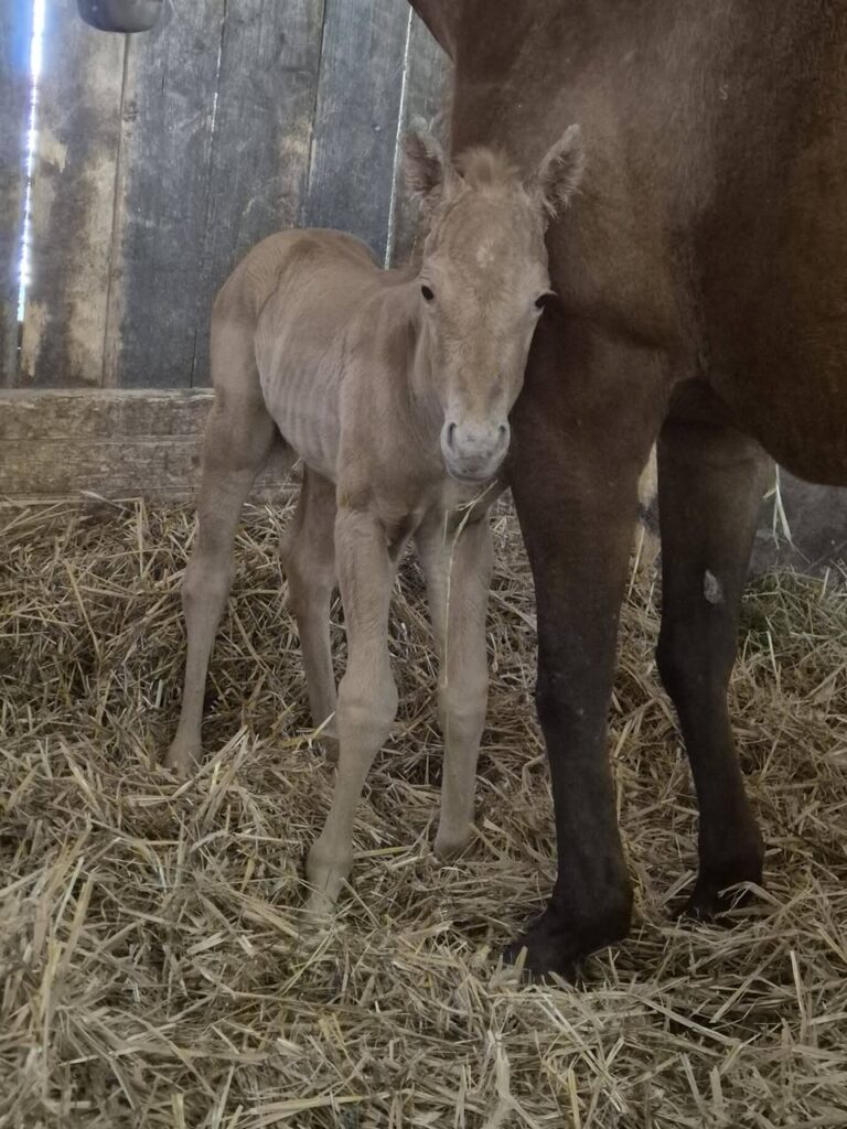 Casper fohlen nummer fuenf ist gelandet – Mooshof Strasser Quarter Horses