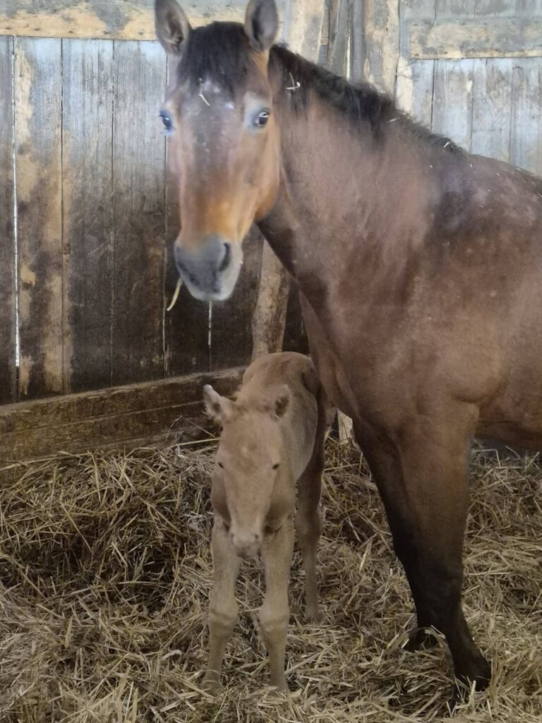 Casper fohlen nummer fuenf ist gelandet – Mooshof Strasser Quarter Horses