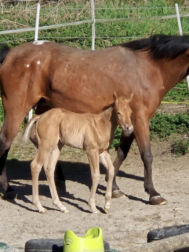 Casper unser kleiner casper uebt sich – Mooshof Strasser Quarter Horses