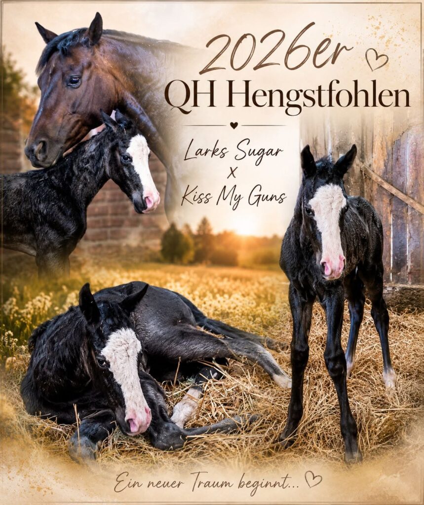 Collage larks sugar hengstfohlen – Mooshof Strasser Quarter Horses