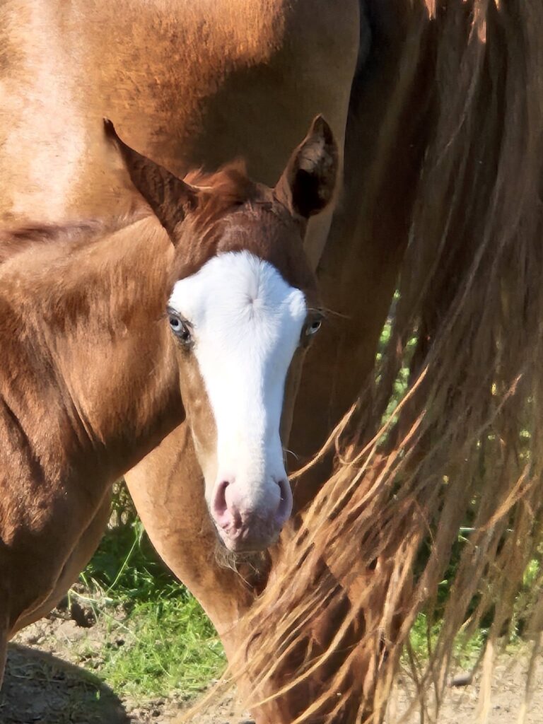 John – Mooshof Strasser Quarter Horses